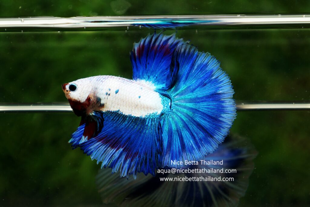 Betta fish