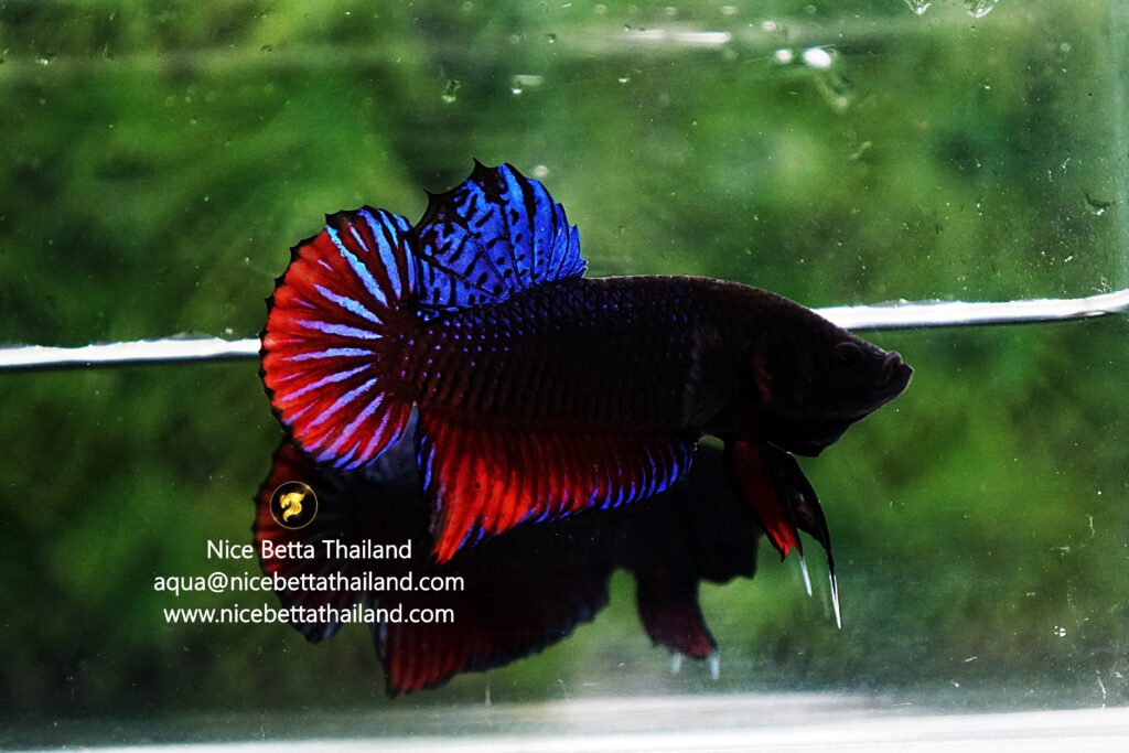 Betta fish