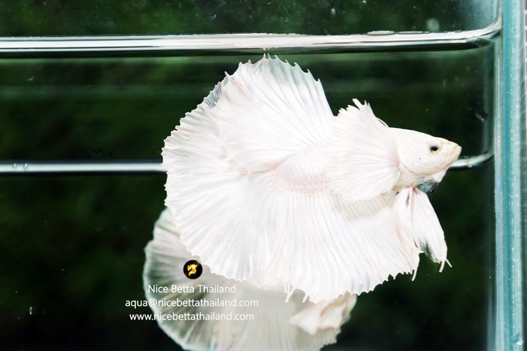 Betta fish