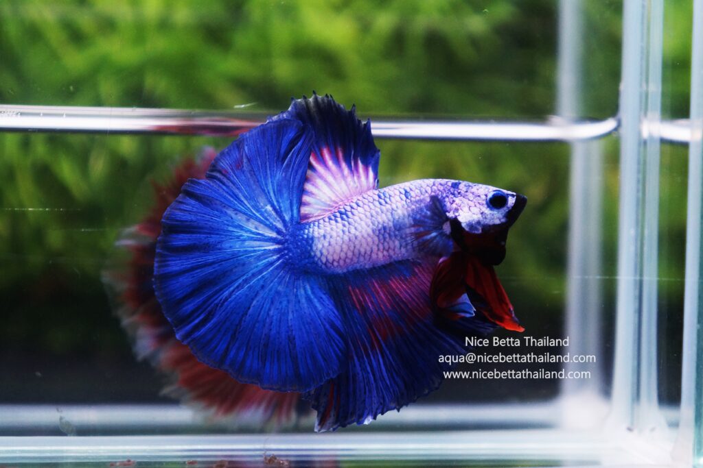 Betta fish