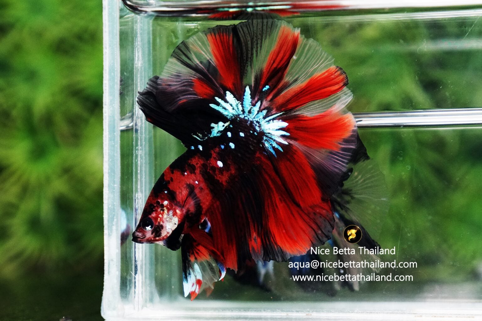 How do betta fish lay eggs? - nicebettathailand.com