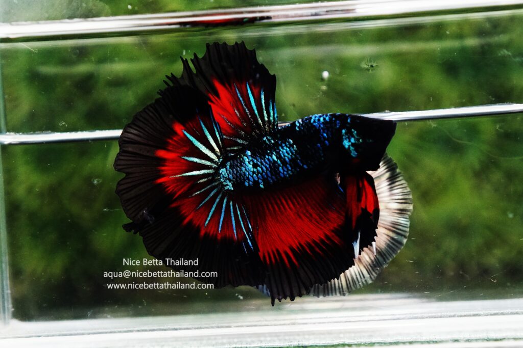 Betta fish