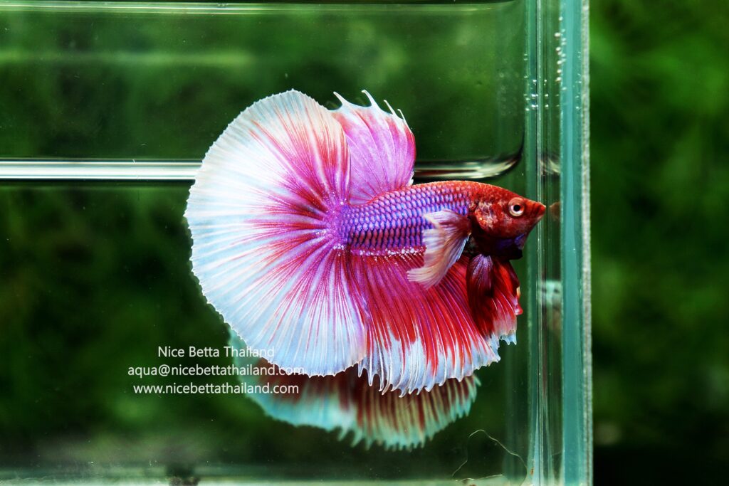 Betta fish