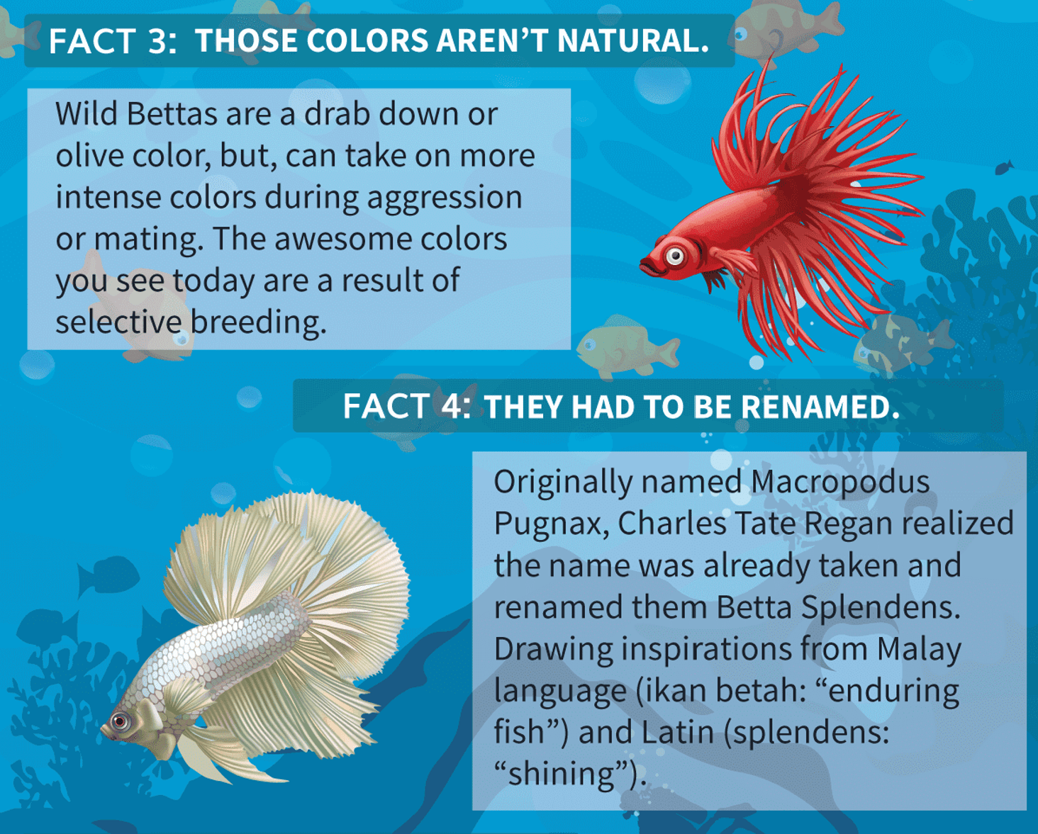 Betta fish care infographic