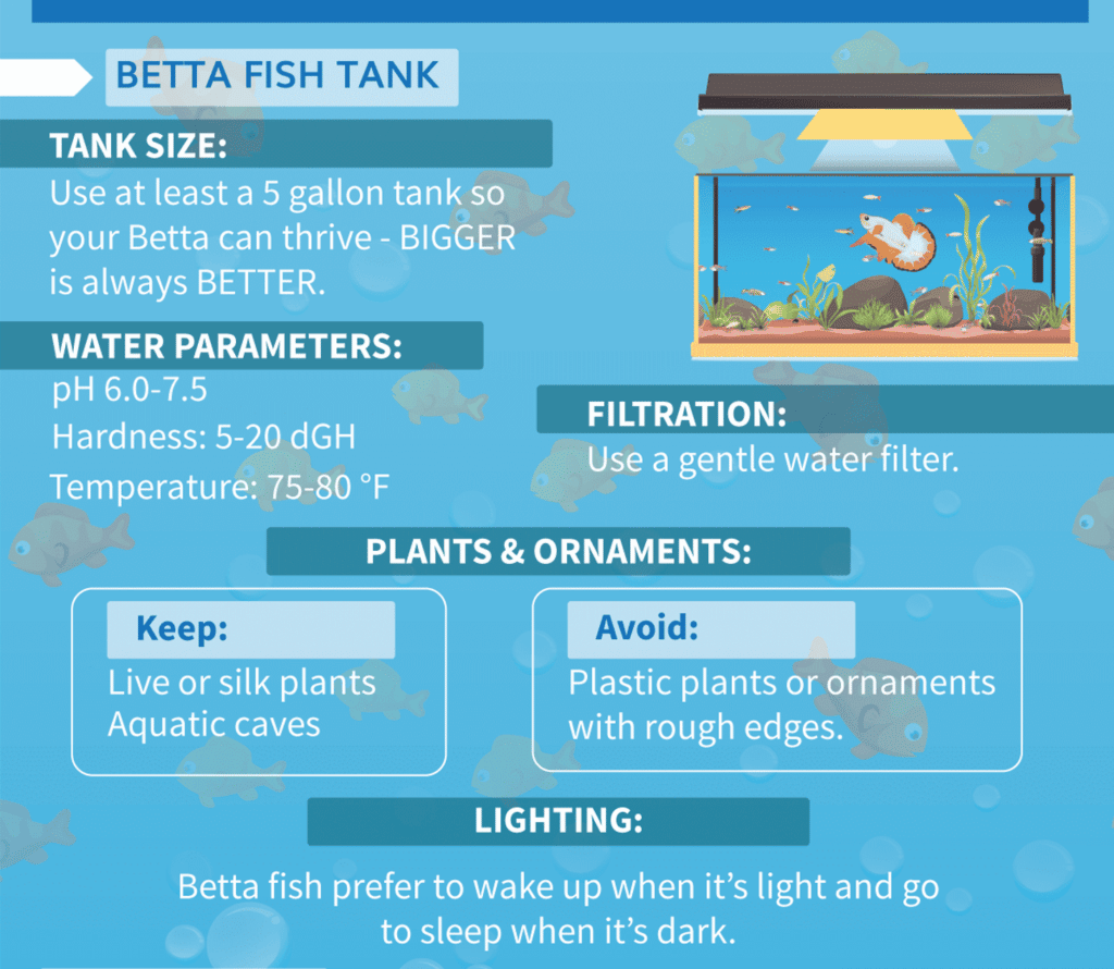 Betta fish Care2