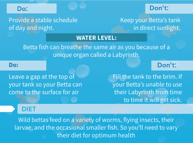 Betta fish care infographic
