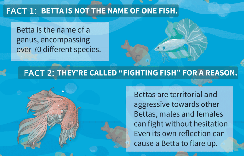 Betta fish Care5