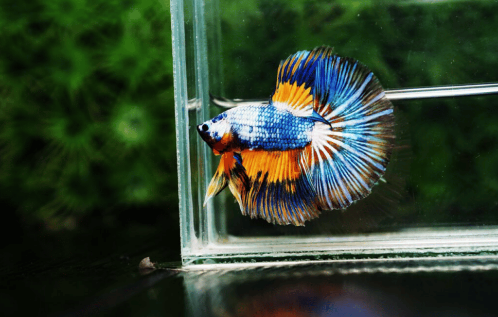 Betta fish Fancy