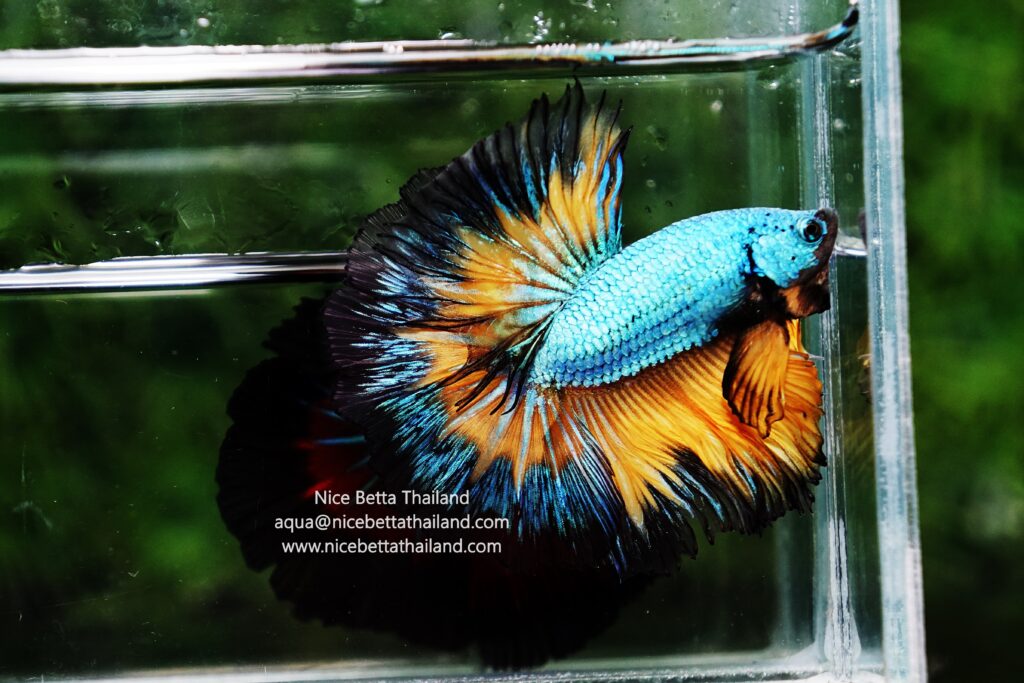 Betta fish Thailand