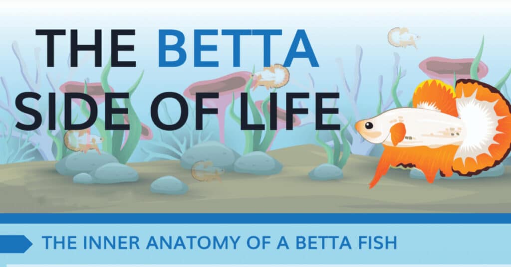 Betta fish care infographic