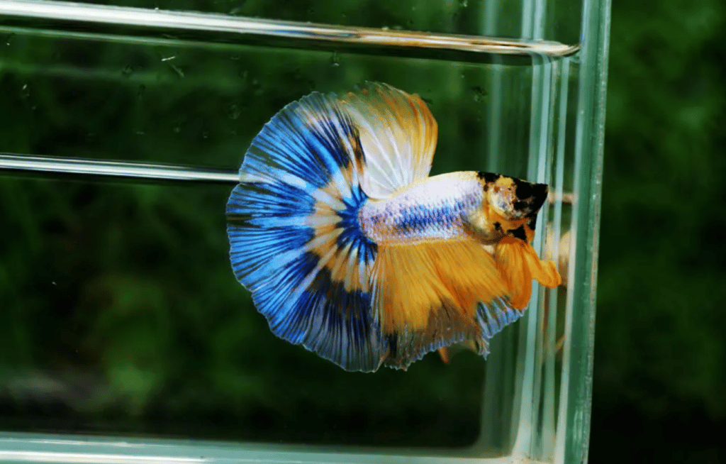 Betta fish for sale