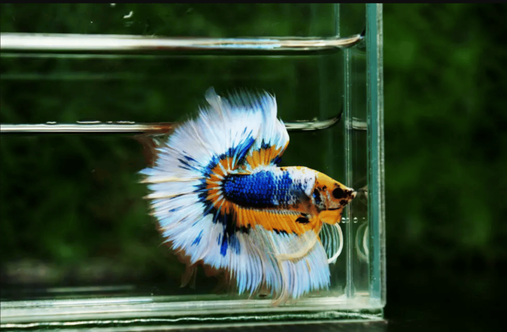 Betta fish for sale