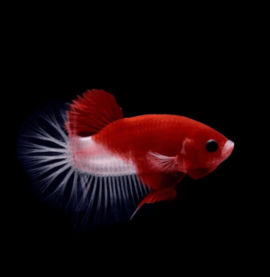 Betta fish for sale