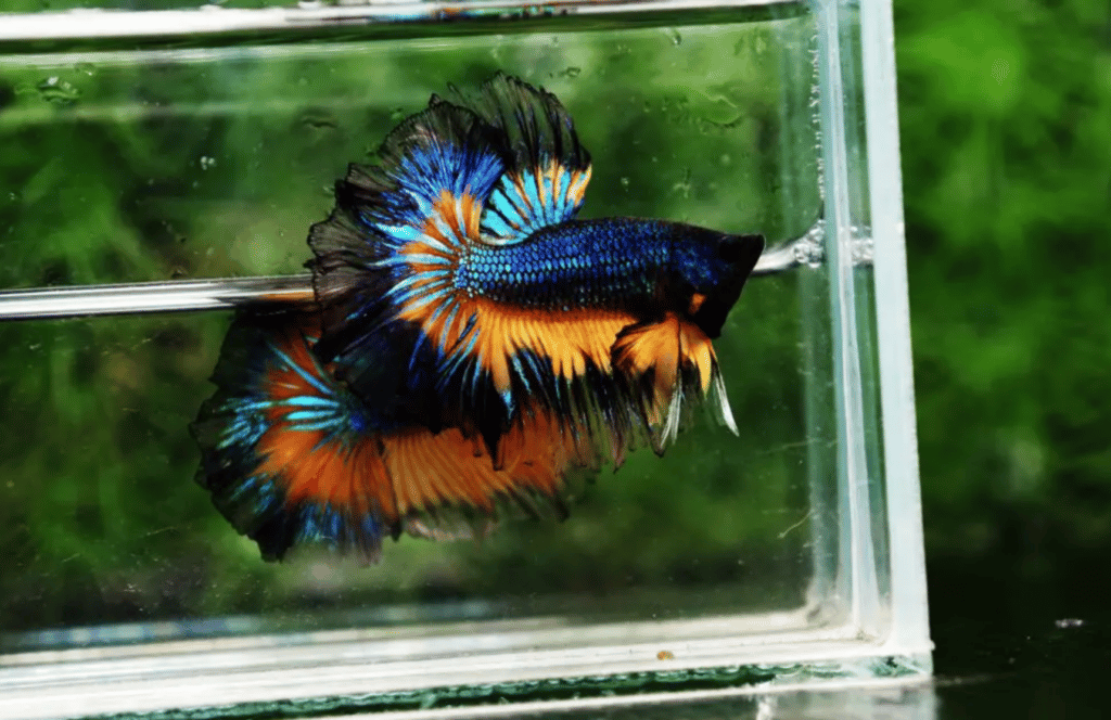 Betta fish for sale