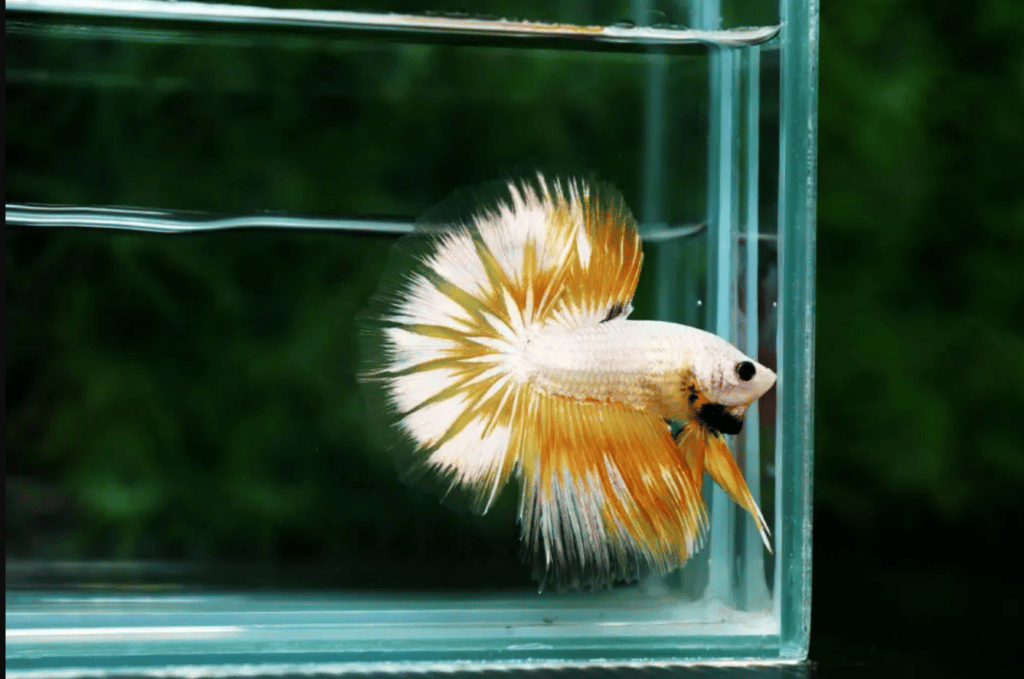 Betta fish for sale