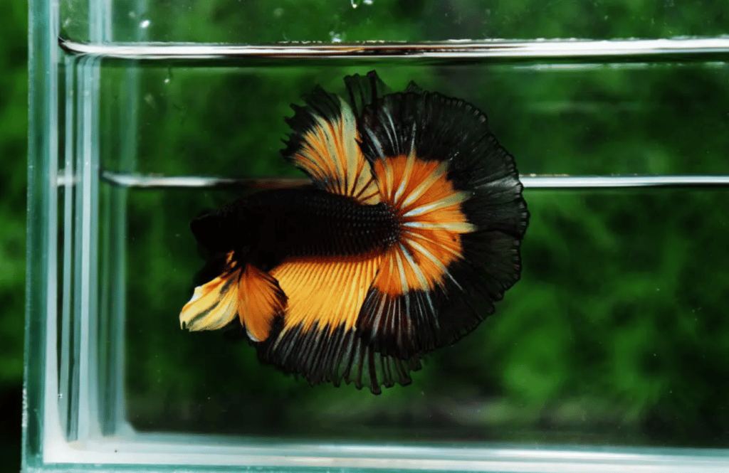 Betta fish for sale