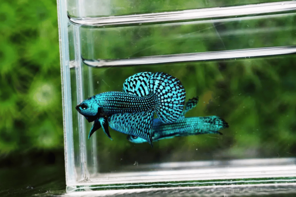 Betta fish for sale