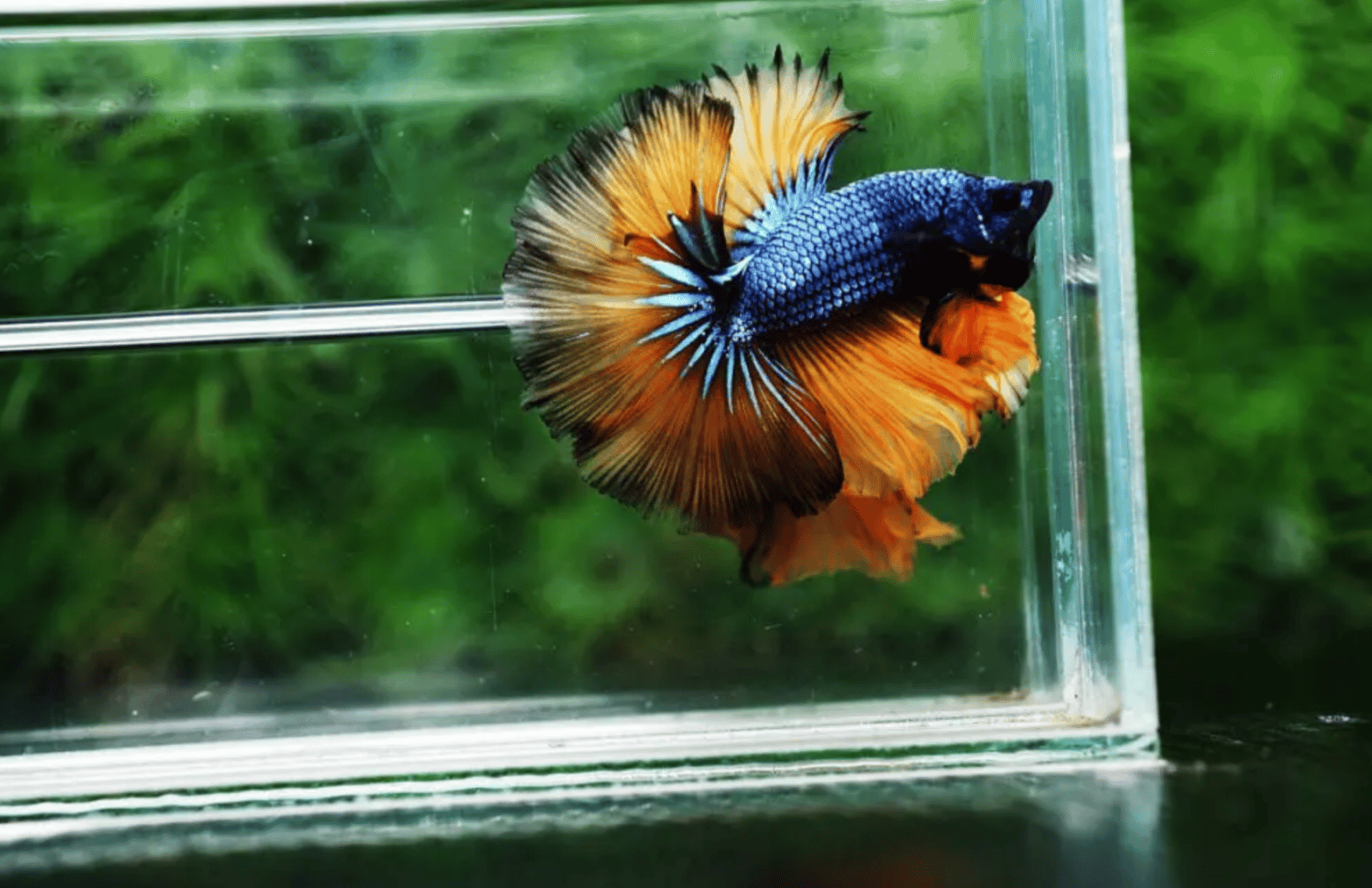 How do betta fish lay eggs?