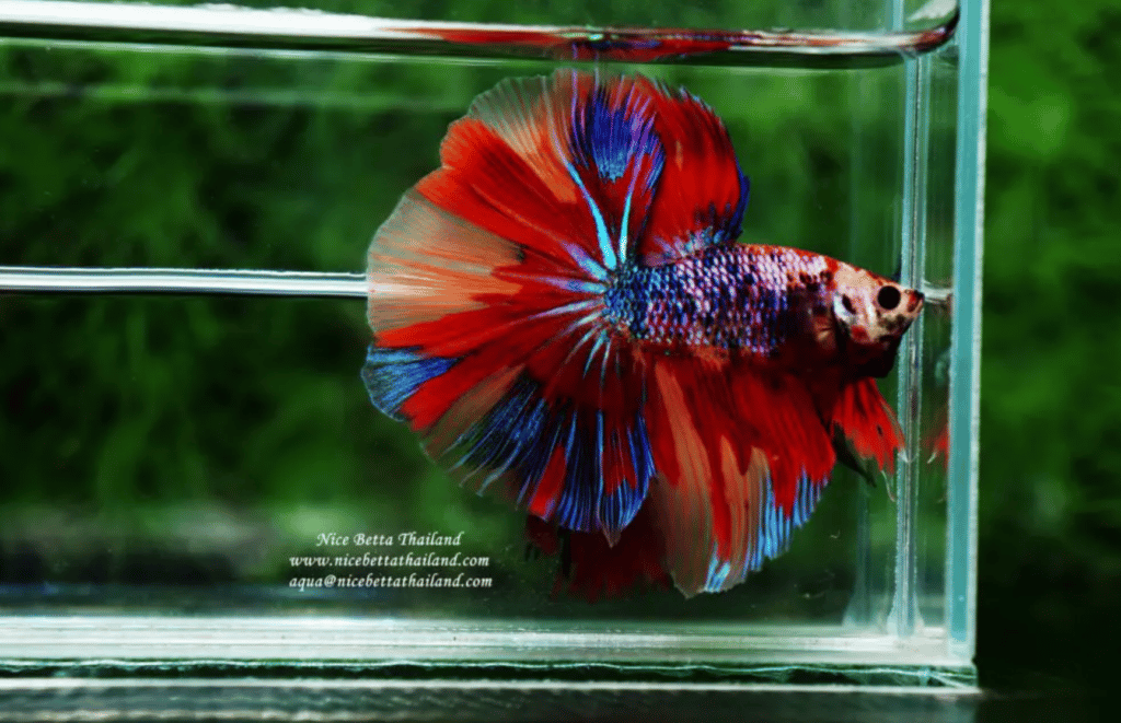 Betta fish for sale