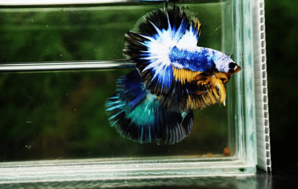 Betta fish for sale