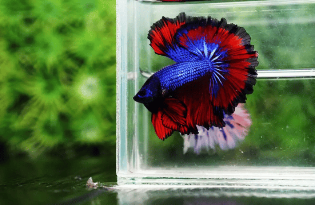 Betta fish for sale