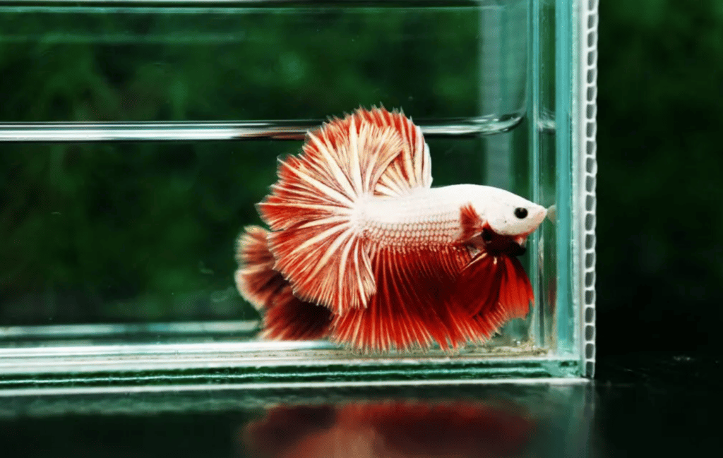 Betta fish for sale