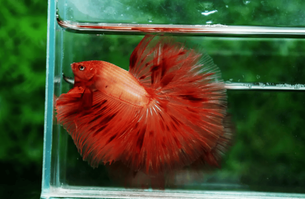 Betta fish for sale