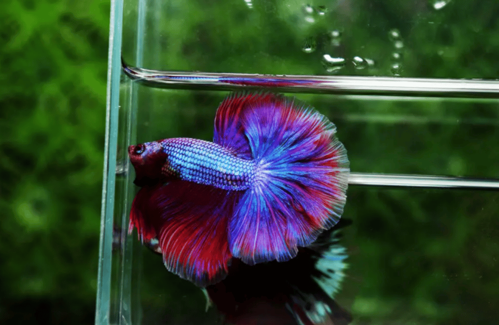 Betta fish for sale