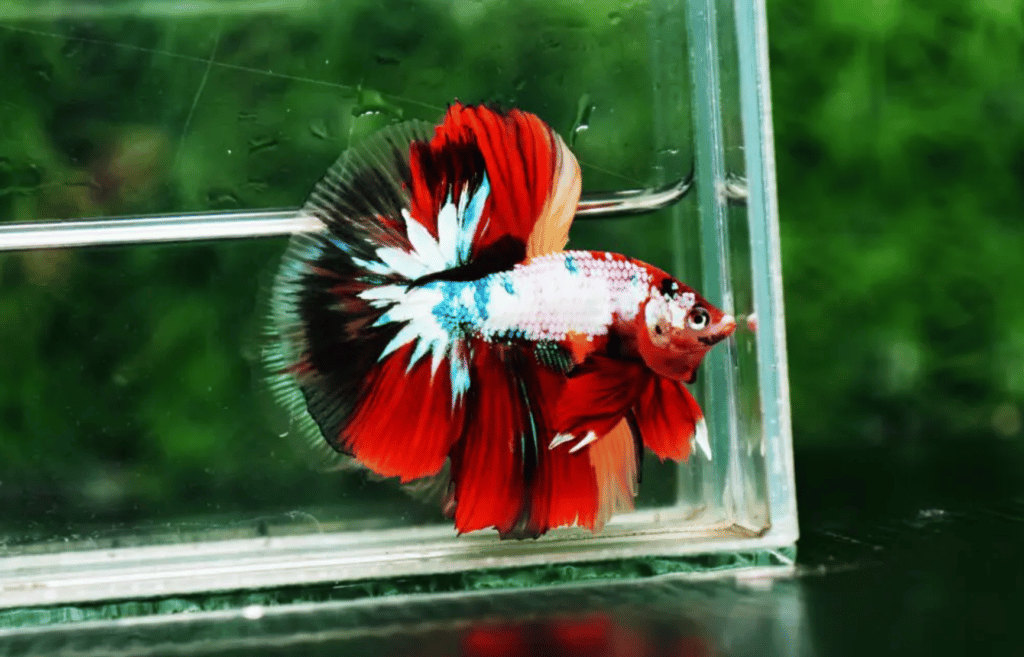 Betta fish for sale