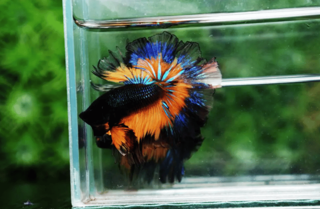 Betta fish for sale