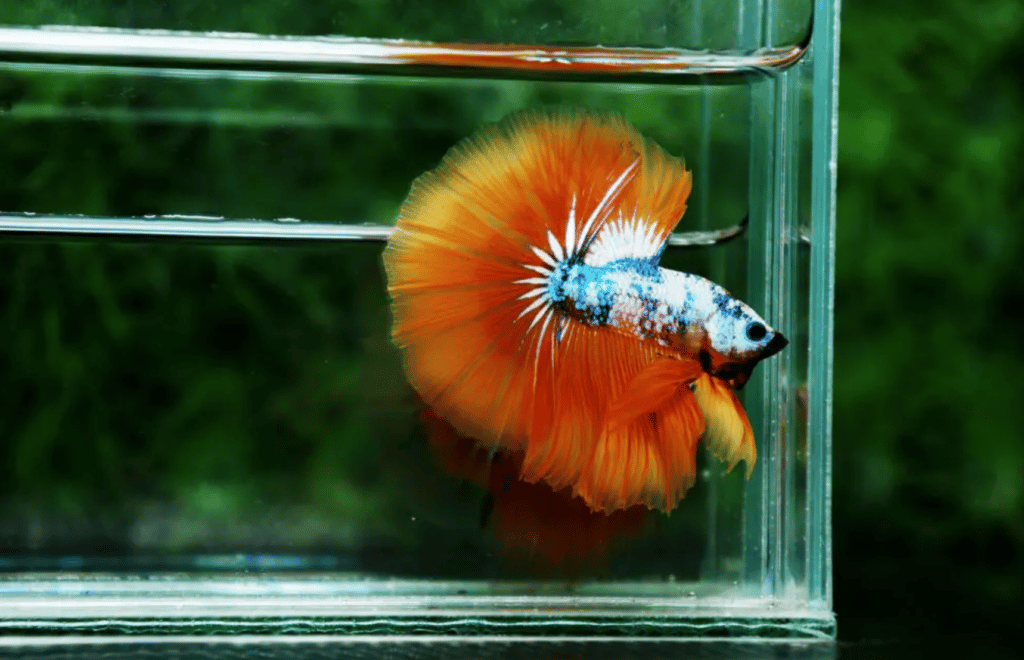 Betta fish for sale