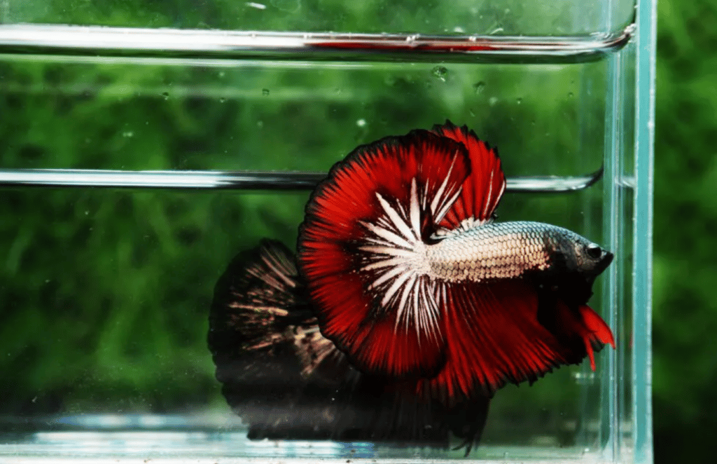 Betta fish for sale