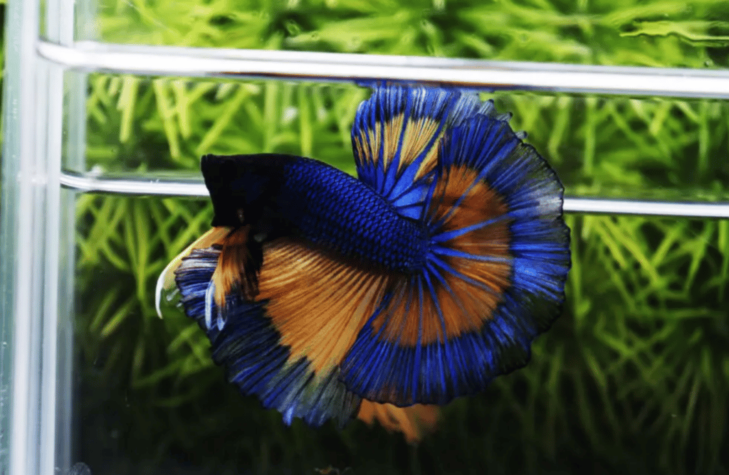Betta fish for sale