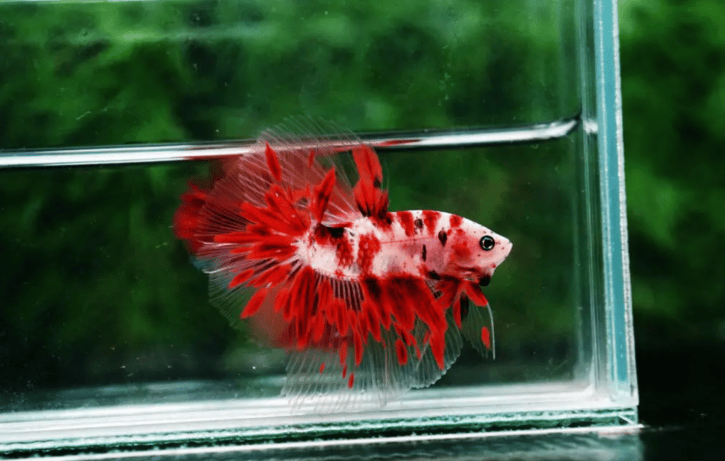 Betta fish for sale