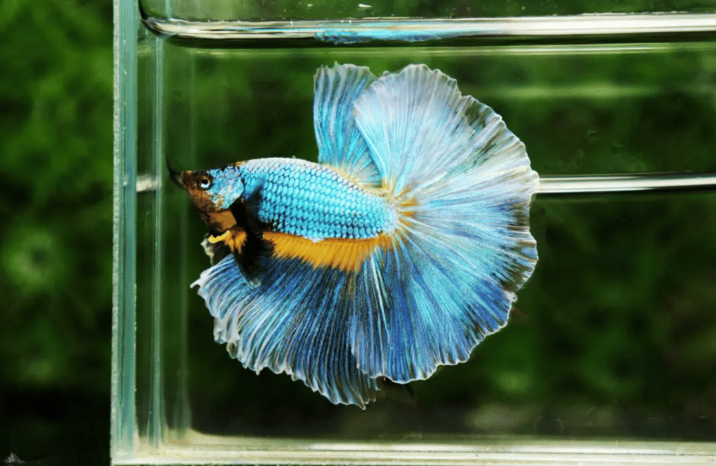 Betta fish for sale