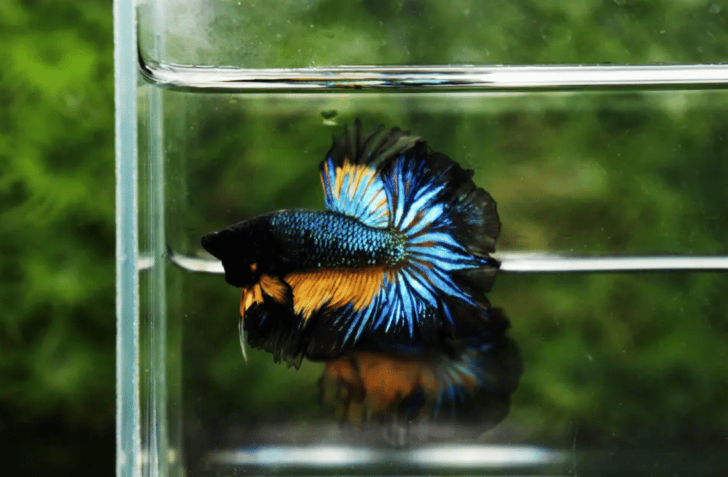 Betta fish for sale