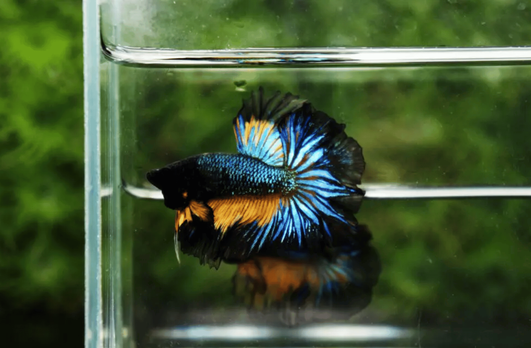 How to Take Care of Betta Fish