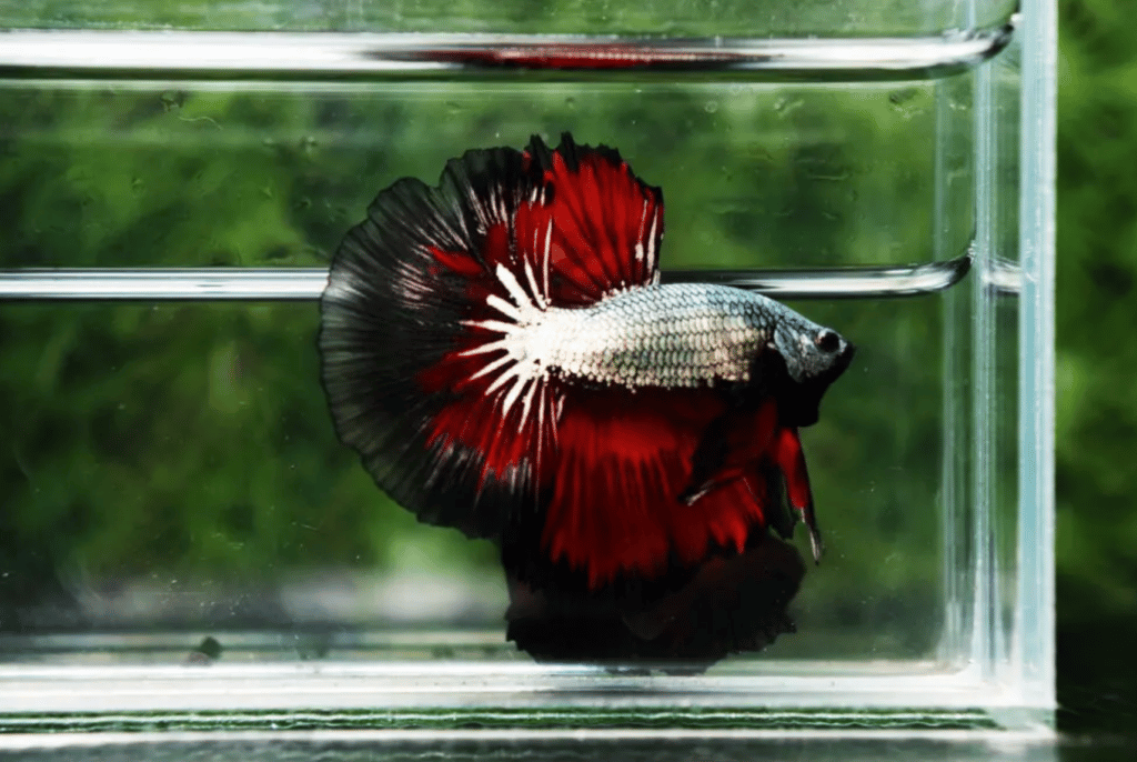Betta fish for sale