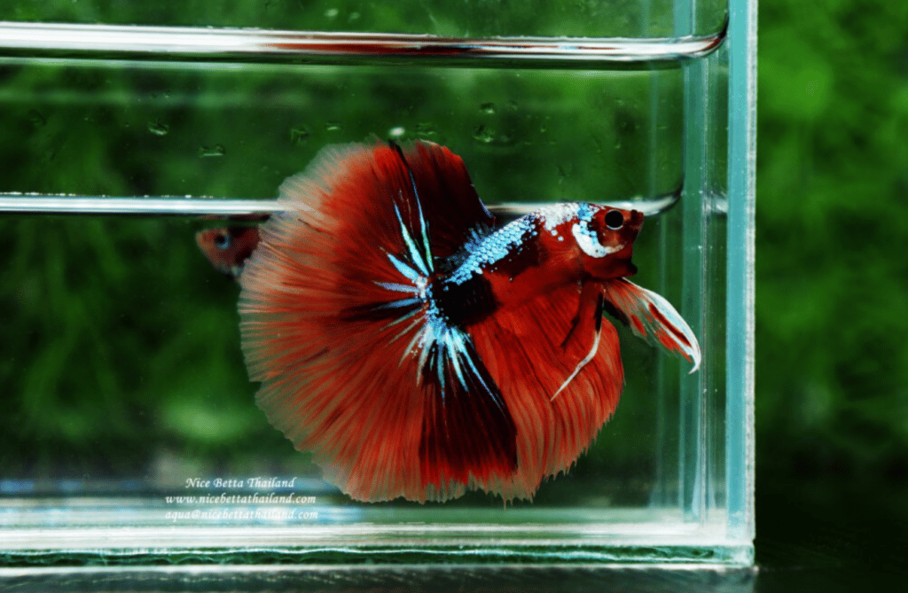 Betta fish for sale