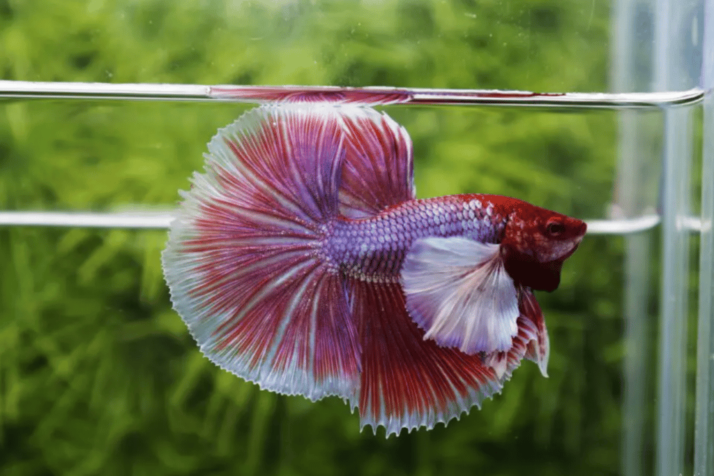 Betta fish for sale