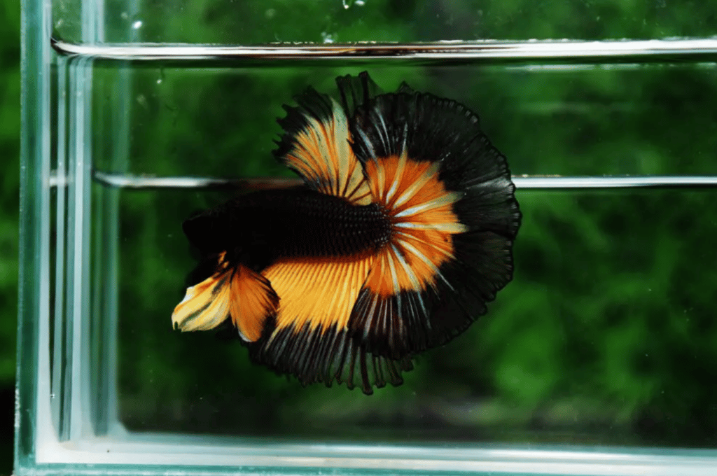 Betta fish for sale