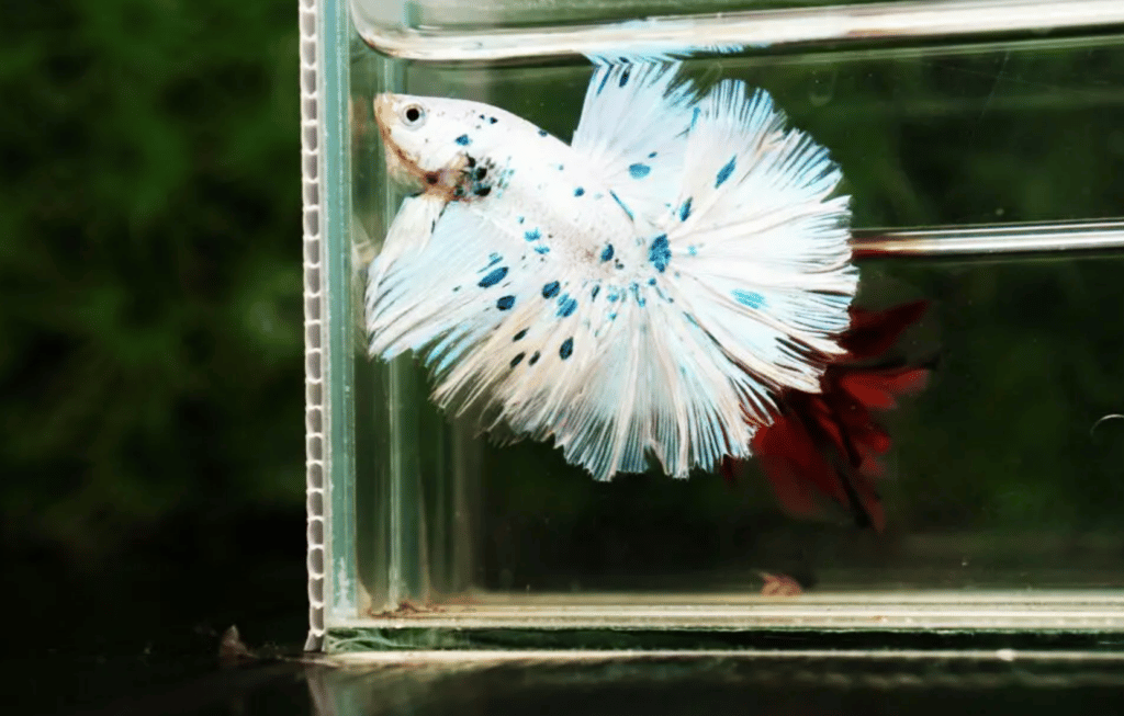 Betta fish for sale
