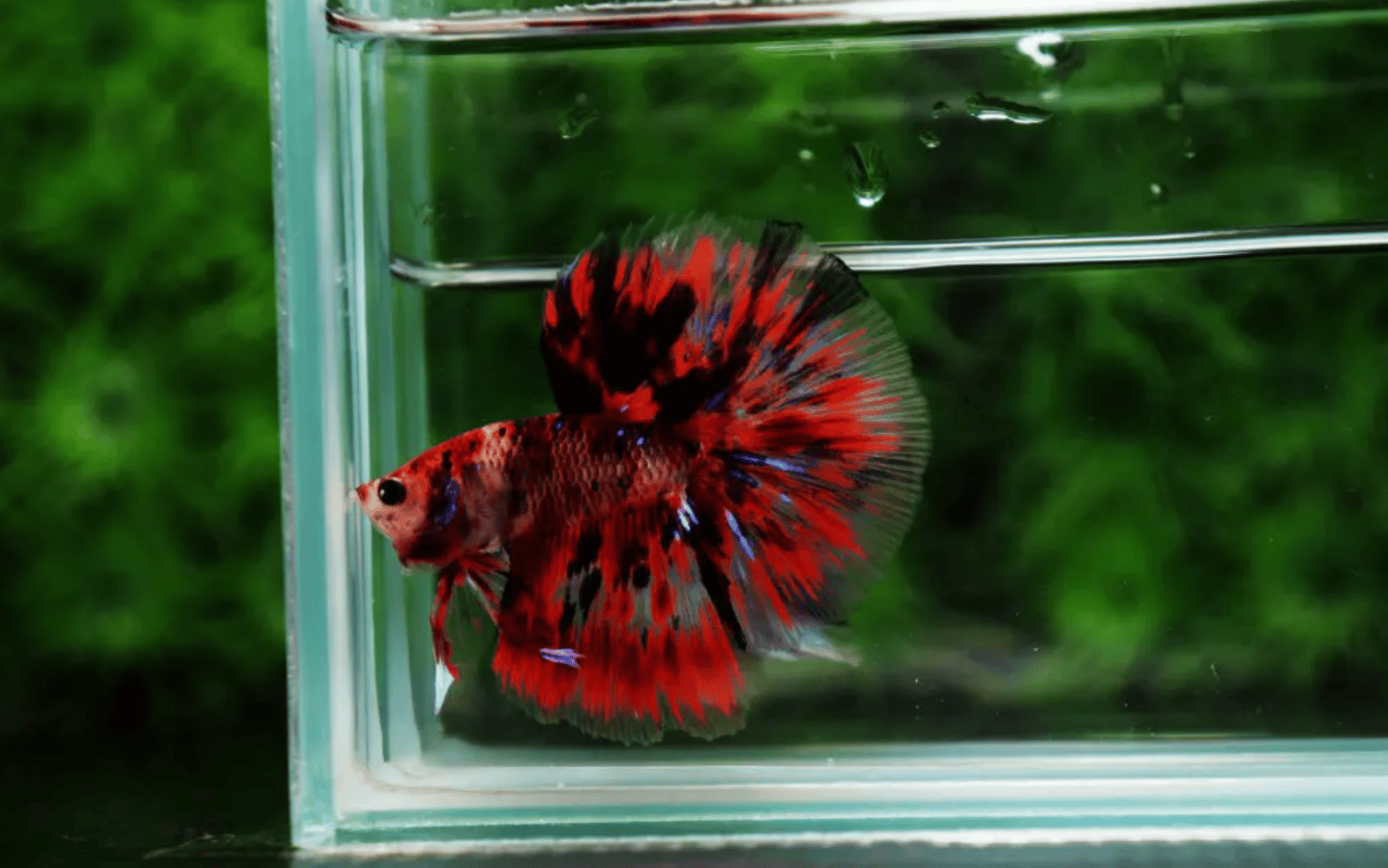How can I treat a constipated betta fish?