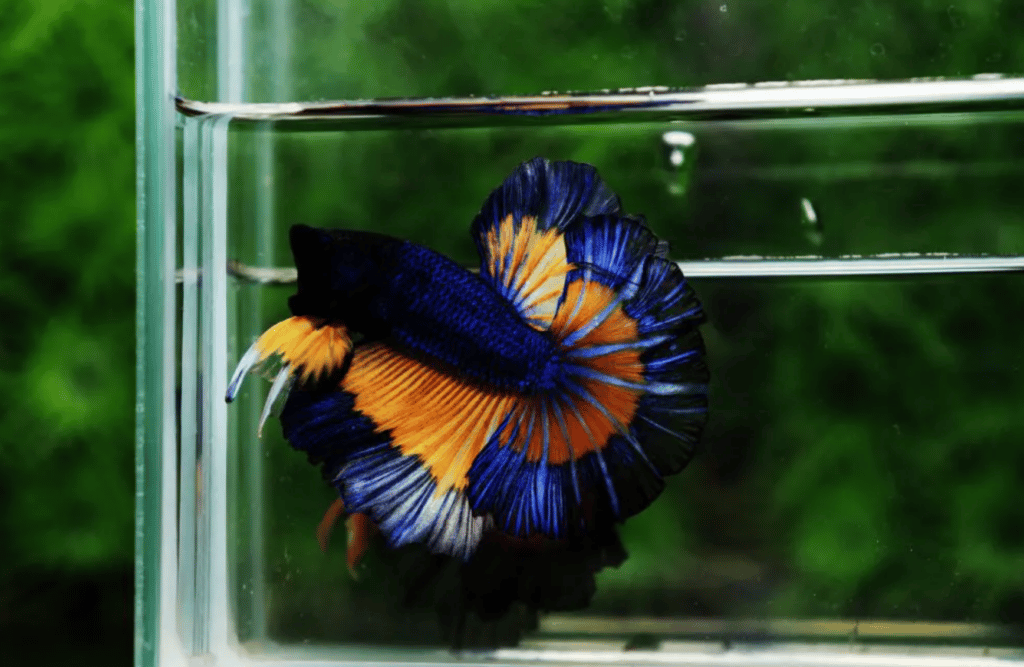 Betta fish for sale