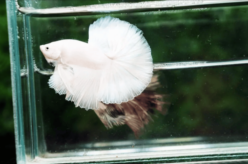 Betta fish for sale