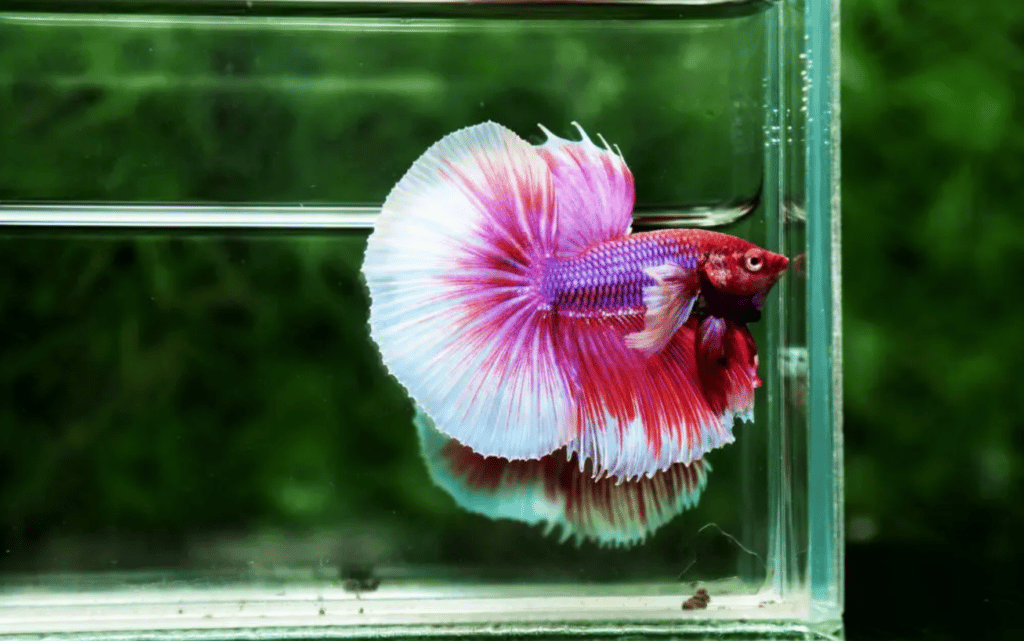 Betta fish for sale