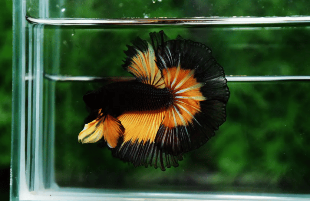 Betta fish for sale