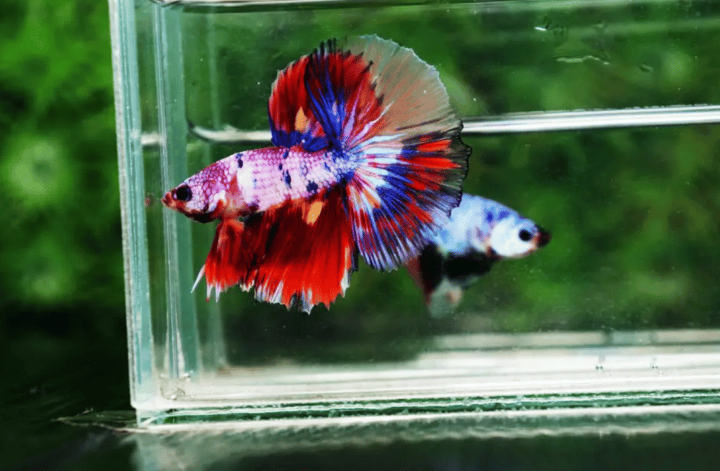 Betta fish for sale