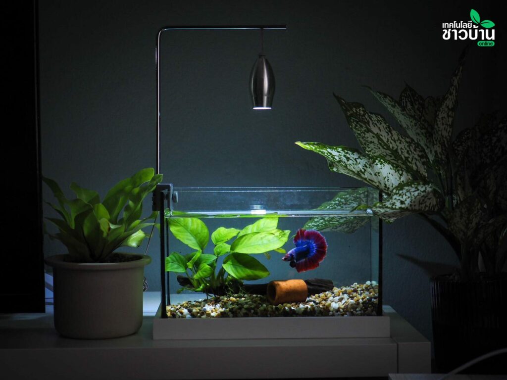 Betta fish tank