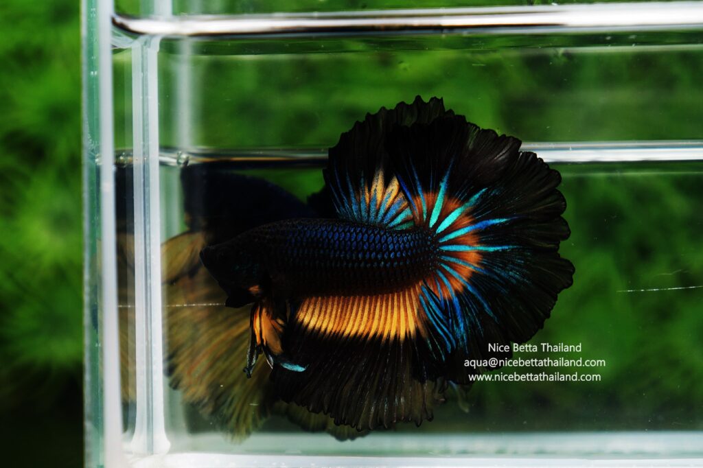Betta splendens